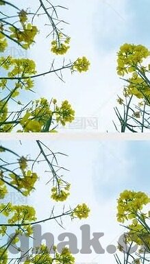 麻豆视频app下载破解版-风险与诱惑，警醒麻豆视频盗版下载的双重陷阱